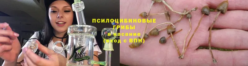 Галлюциногенные грибы Psilocybe Магас